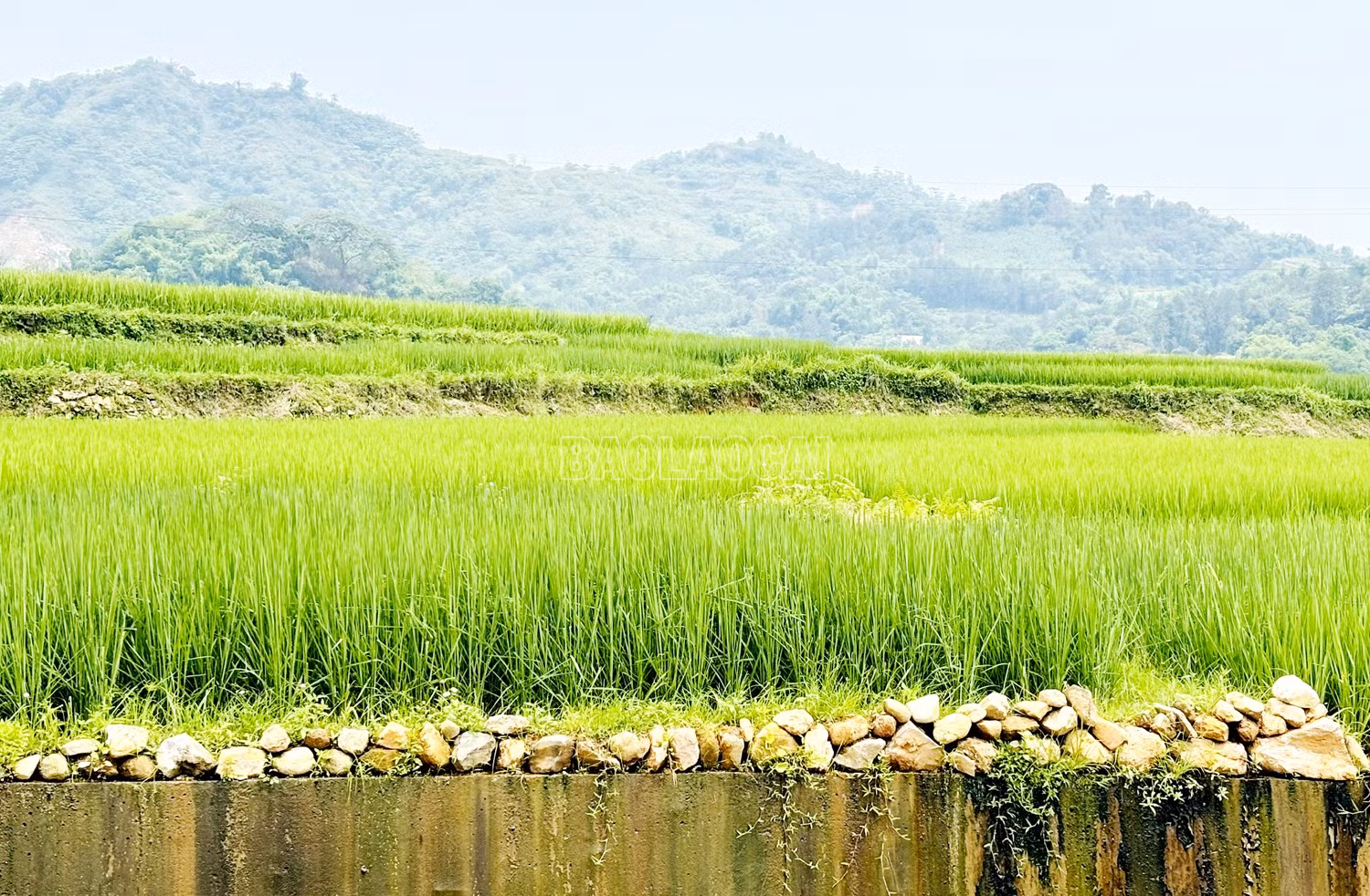baolaocai-c_444.jpg