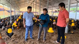 Nghị quyết 21 tạo đòn bẩy phát triển chăn nuôi ở Xuân Ái
