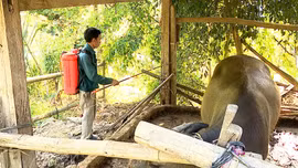 Phình Hồ chủ động phòng, chống dịch tả lợn châu Phi, bảo vệ đàn gia súc
