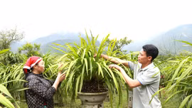 Những triệu phú nông dân ở Can Hồ