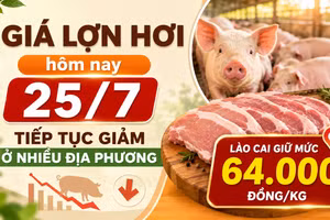 Giá lợn hơi hôm nay 25/7: Tiếp tục giảm ở nhiều địa phương, Lào Cai giữ mức 64.000 đồng/kg