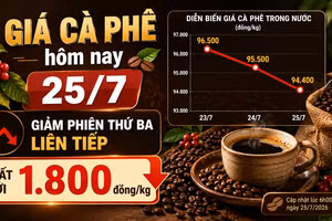 Giá cà phê hôm nay 25/7: Giảm phiên thứ ba liên tiếp, mất tới 1.800 đồng/kg