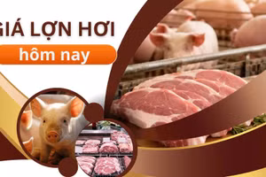 Giá lợn hơi ngày 11/7: Cả nước tiếp tục đi ngang, thị trường trầm lắng