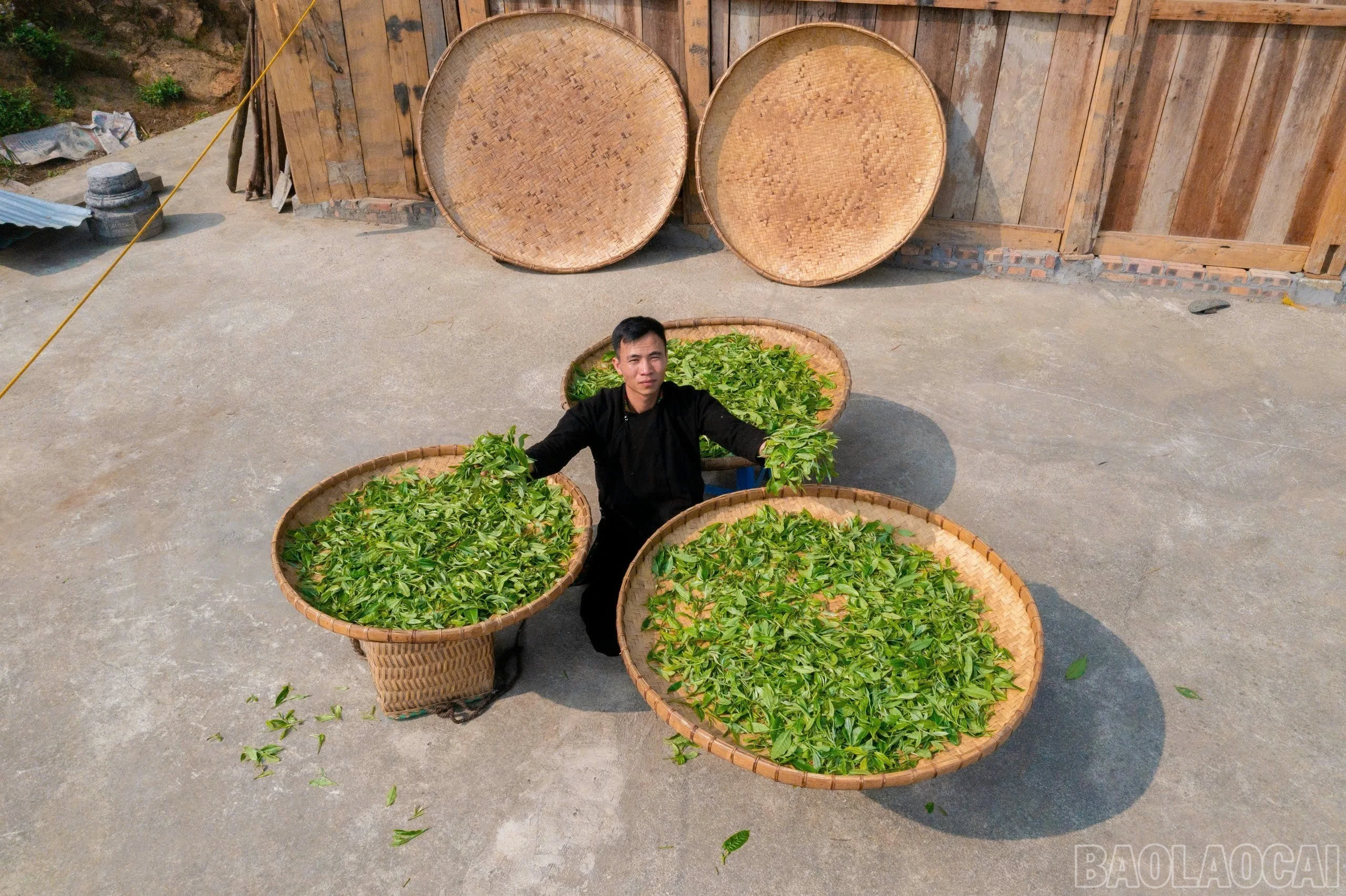 baolaocai-br_z7379301959765-ac56013d6588d0bd3960f95e40f0c5b7.jpg