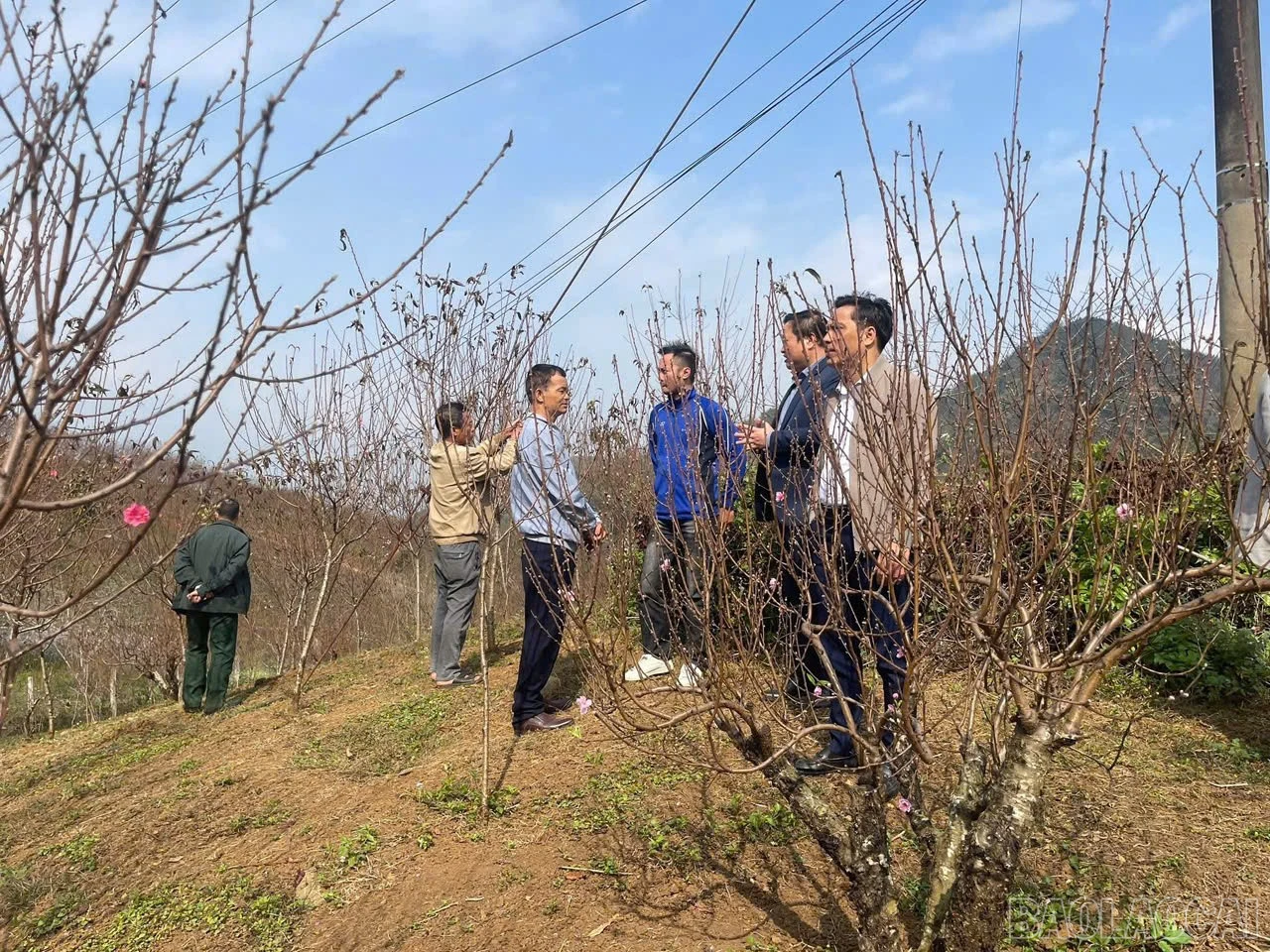 baolaocai-br_2992527901109395125.jpg