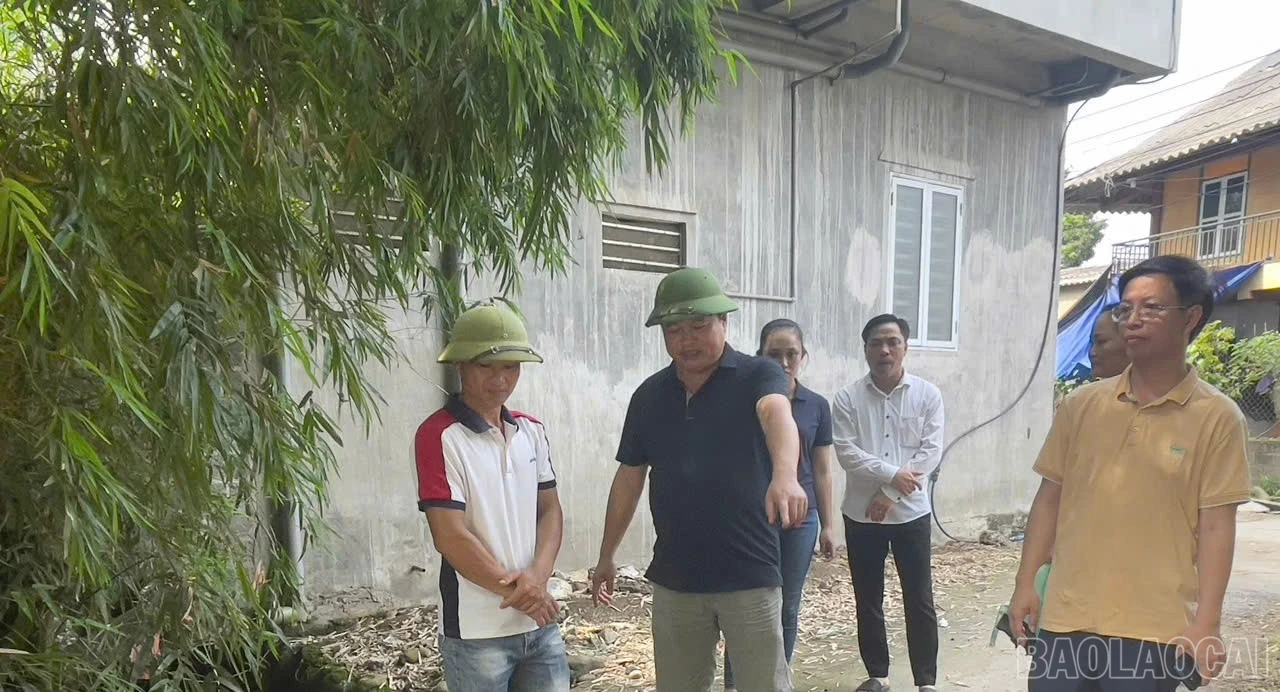 baolaocai-br_ff.jpg