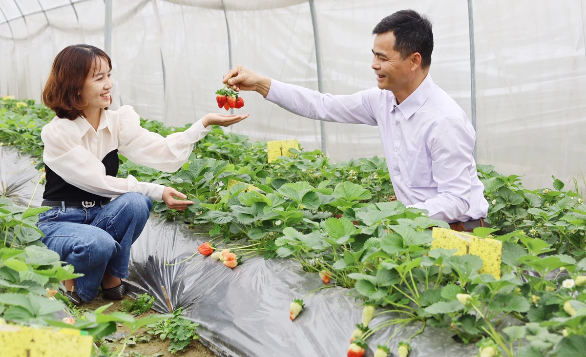 Lên Bắc Hà trải nghiệm vườn rau, quả ôn đới ảnh 6