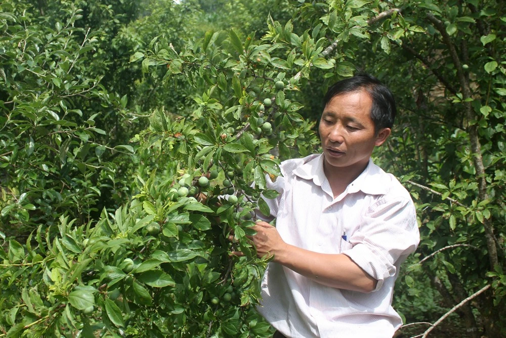 Nông dân Si Ma Cai chăm sóc cây mận đặc sản.