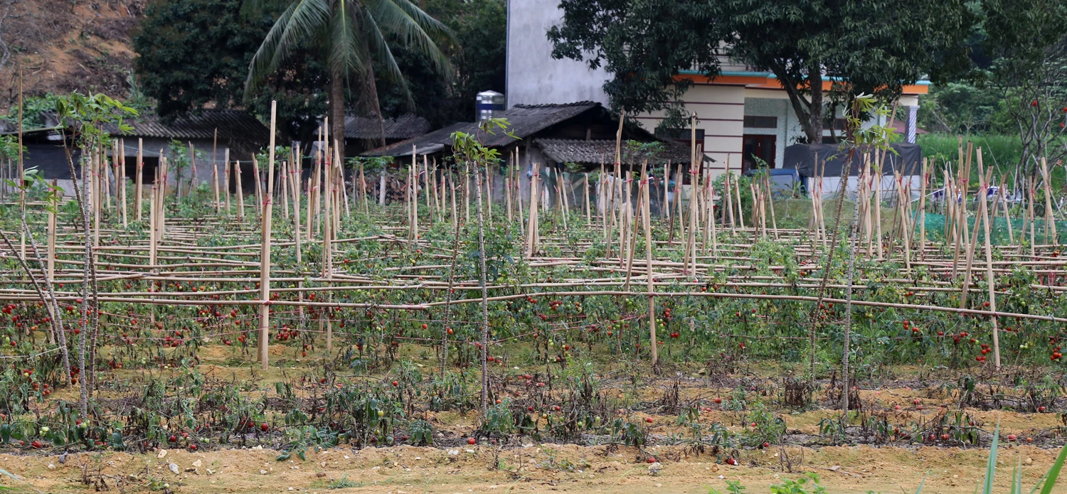 Giá rẻ, người trồng không còn mặn mà chăm sóc để những vườn cà chua chết dần.
