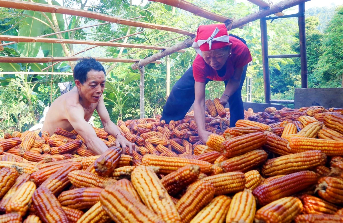 Sấy ngô sau thu hoạch.