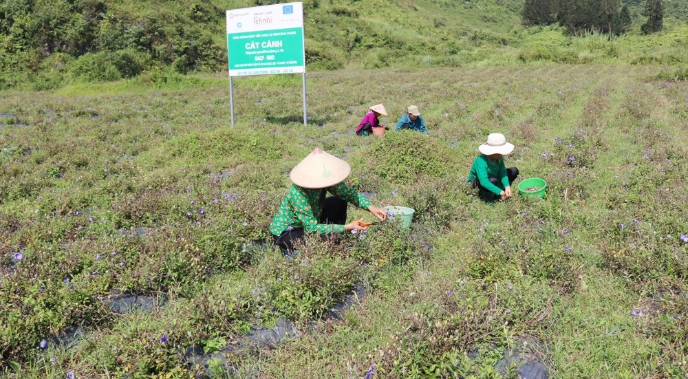 Dược liệu trồng ở xã vùng cao Lùng Phình, huyện Bắc Hà hiện gặp nhiều khó khăn về giá cả và đầu ra do ảnh hưởng của dịch Covid-19.