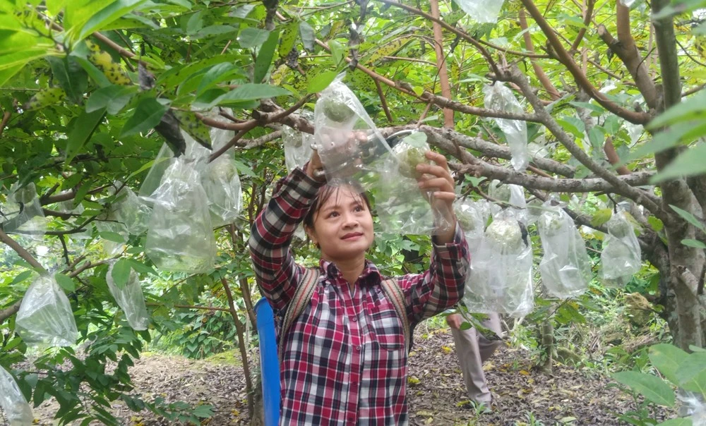 Trồng na trái vụ ở Phong Niên ảnh 1