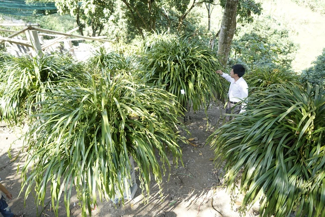 Tham quan mô hình trồng địa lan Trần Mộng Xuân tại xã Tả Phìn, thị xã Sa Pa.