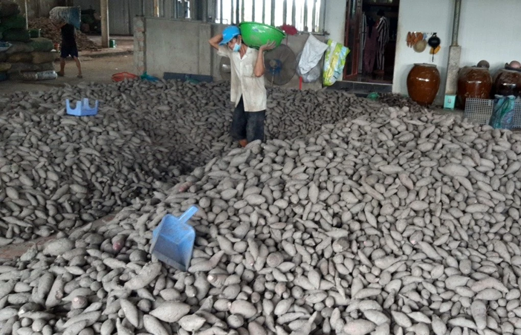 Khoai lang thu mua được tập kết về kho của một HTX tại huyện Bình Tân, tỉnh Vĩnh Long, ngày 17/9.