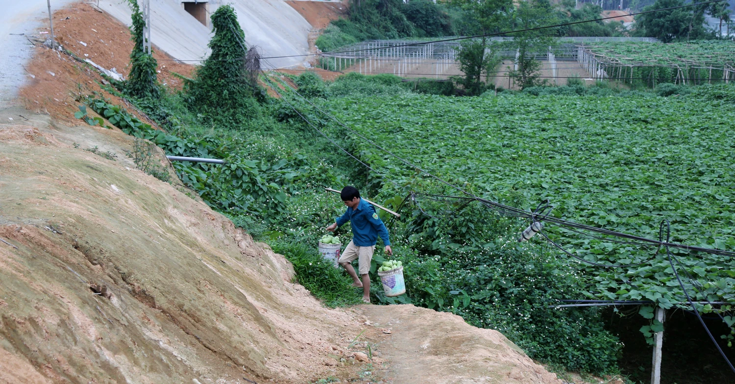 Nhọc nhằn chăm sóc, giờ nông dân lại gánh thêm nỗi lo về giá.