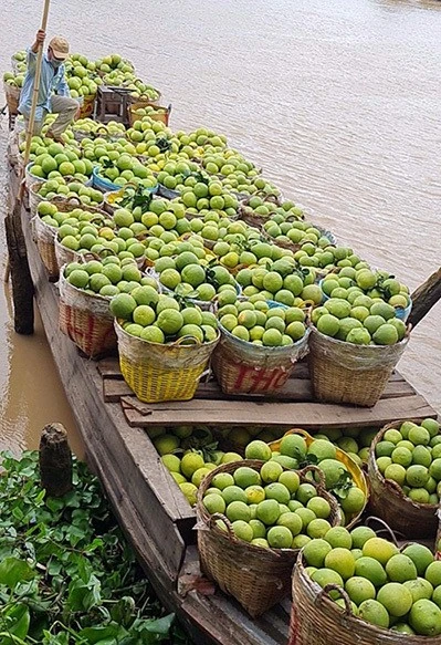 Giá nhiều loại nông sản miền Tây chạm đáy ảnh 2