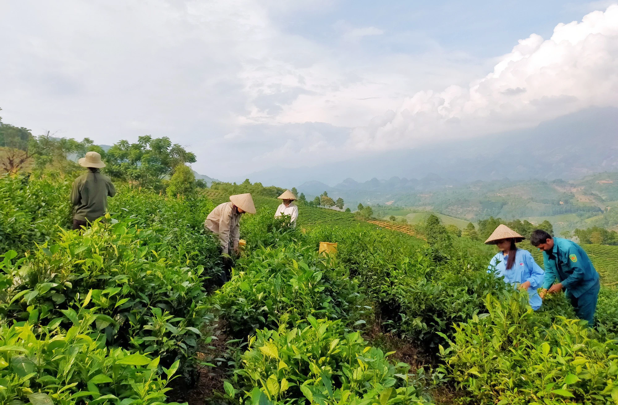 Nông dân Mường Khương phát triển kinh tế hiệu quả từ trồng chè.