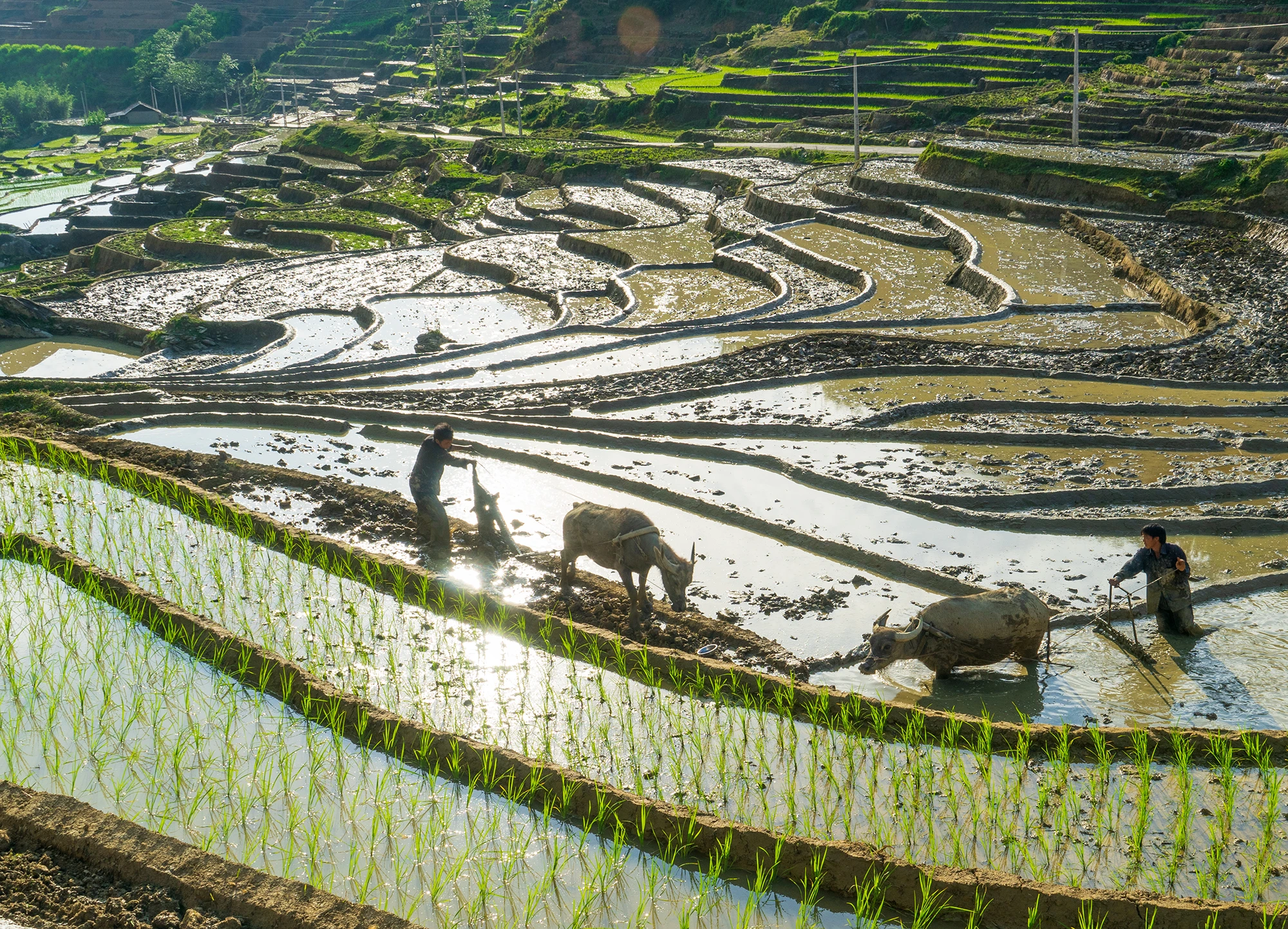 Mùa nước đổ ở vùng cao Lào Cai. Các tràn ruộng bạc thang như những tấm gương lớn phản chiếu lên trời. Sắc màu lạ. Nông dân vùng cao Sa Pa vào vụ cấy. Sau mùa nước đổ, bà con tranh thủ làm đất chuẩn bị mùa cấy. Vùng cao Bát Xát mùa nước đổ.