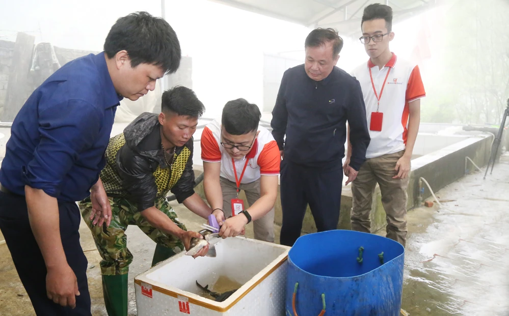 Cá nước lạnh sản xuất tại Sa Pa được gắn tem truy xuất nguồn gốc. Chỉ cần điện thoại thông minh quét tem truy xuất, người tiêu dùng sẽ biết được nguồn gốc, xuất xứ sản phẩm.