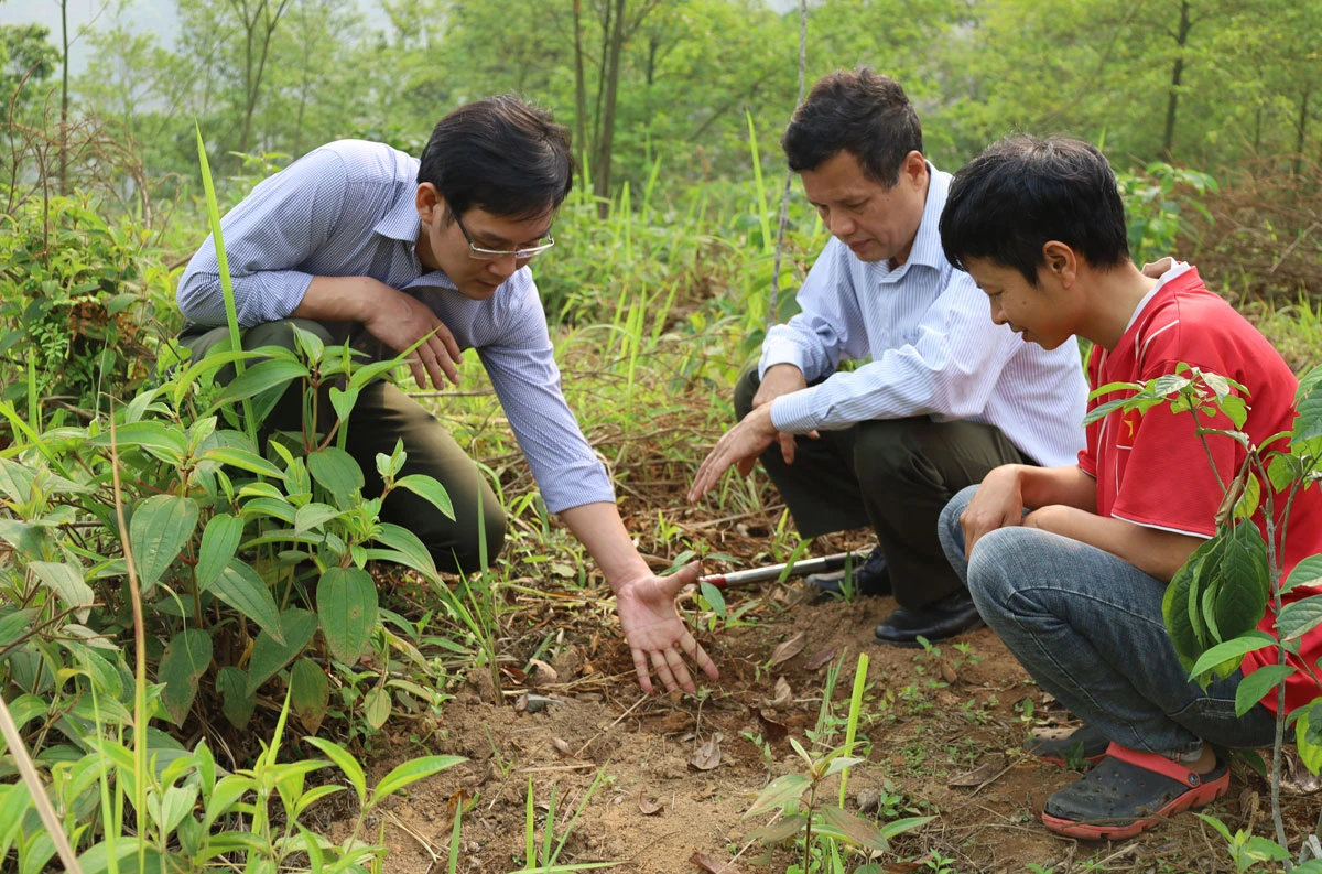 Trồng mới, cải tạo 5 ha cây màng tang để sản xuất tinh dầu ảnh 2