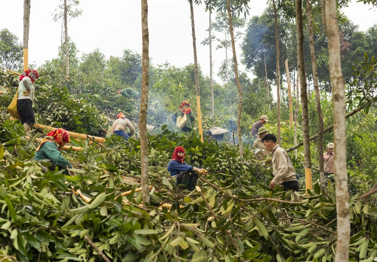 Người dân Xuân Hòa giảm nghèo, nâng cao thu nhập từ trồng quế. ảnh: Nguyễn Giới