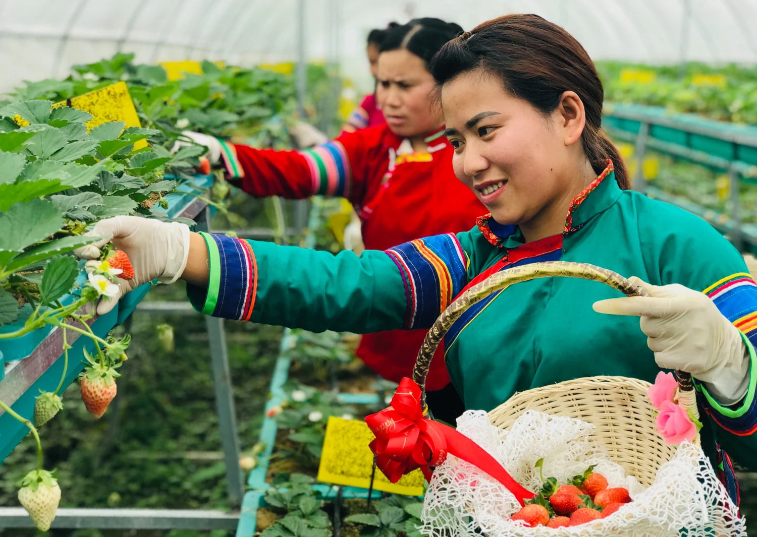 Lên Bắc Hà trải nghiệm vườn rau, quả ôn đới ảnh 3