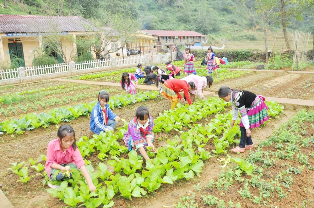 Các trường học vùng cao tích cực trồng rau xanh cải thiện bữa ăn cho học sinh bán trú.