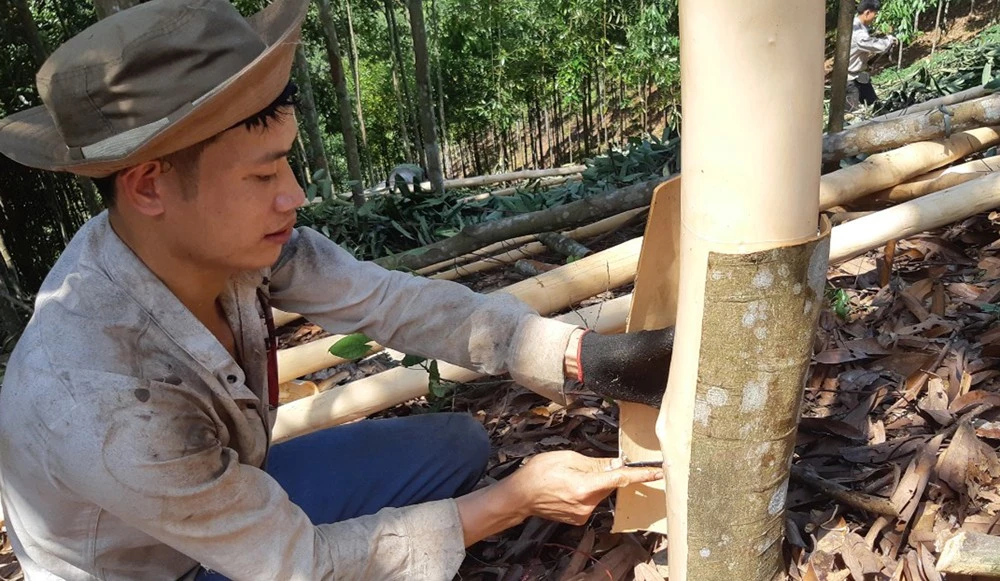Bài cuối: Để phát triển bền vững vùng quế ảnh 2