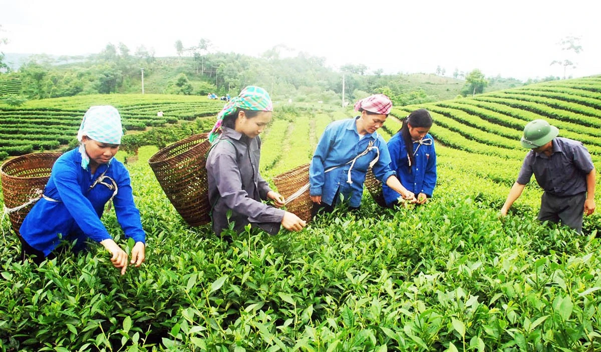 Nông dân xã Phú Nhuận thu hái chè. Ảnh: Hữu Huỳnh