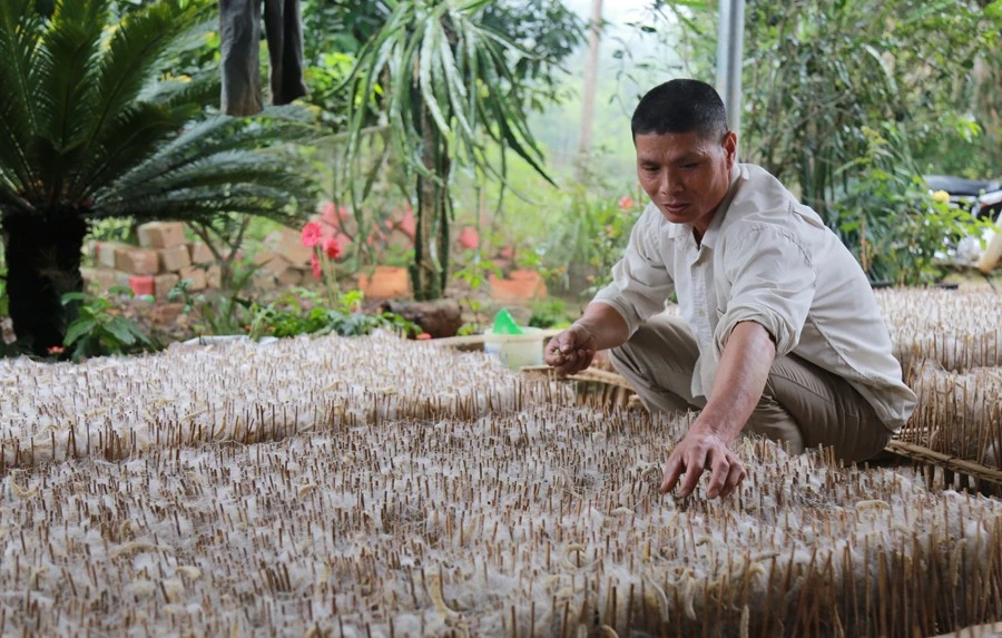 Sau thời gian giảm giá do dịch bệnh, giá kén tằm đã tăng trở lại.