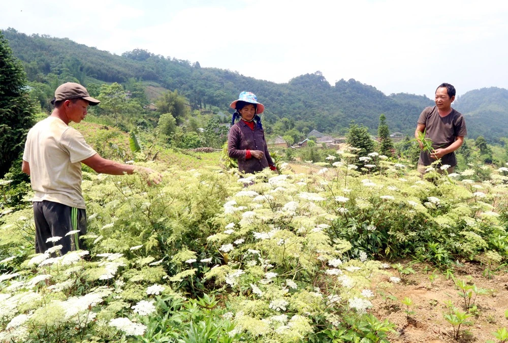 Già làng Lý Giá Xe, Bí thư Chi bộ thôn Lao Chải, xã Trịnh Tường (phải ảnh) tuy cao tuổi vẫn tích cực lao động sản xuất để con cháu noi theo.