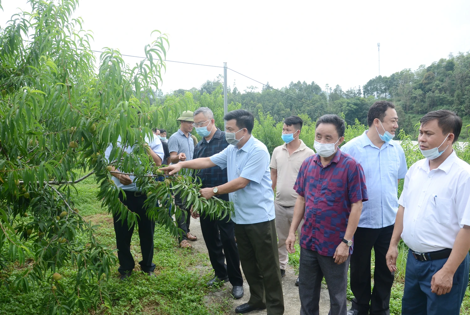 Mô hình kỹ thuật mới trồng cây đào xanh. Tham quan mô hình kỹ thuật mới trồng cây mận Tam hoa cho năng suất cao tại Trại Nghiên cứu và sản xuất rau quả Bắc Hà.