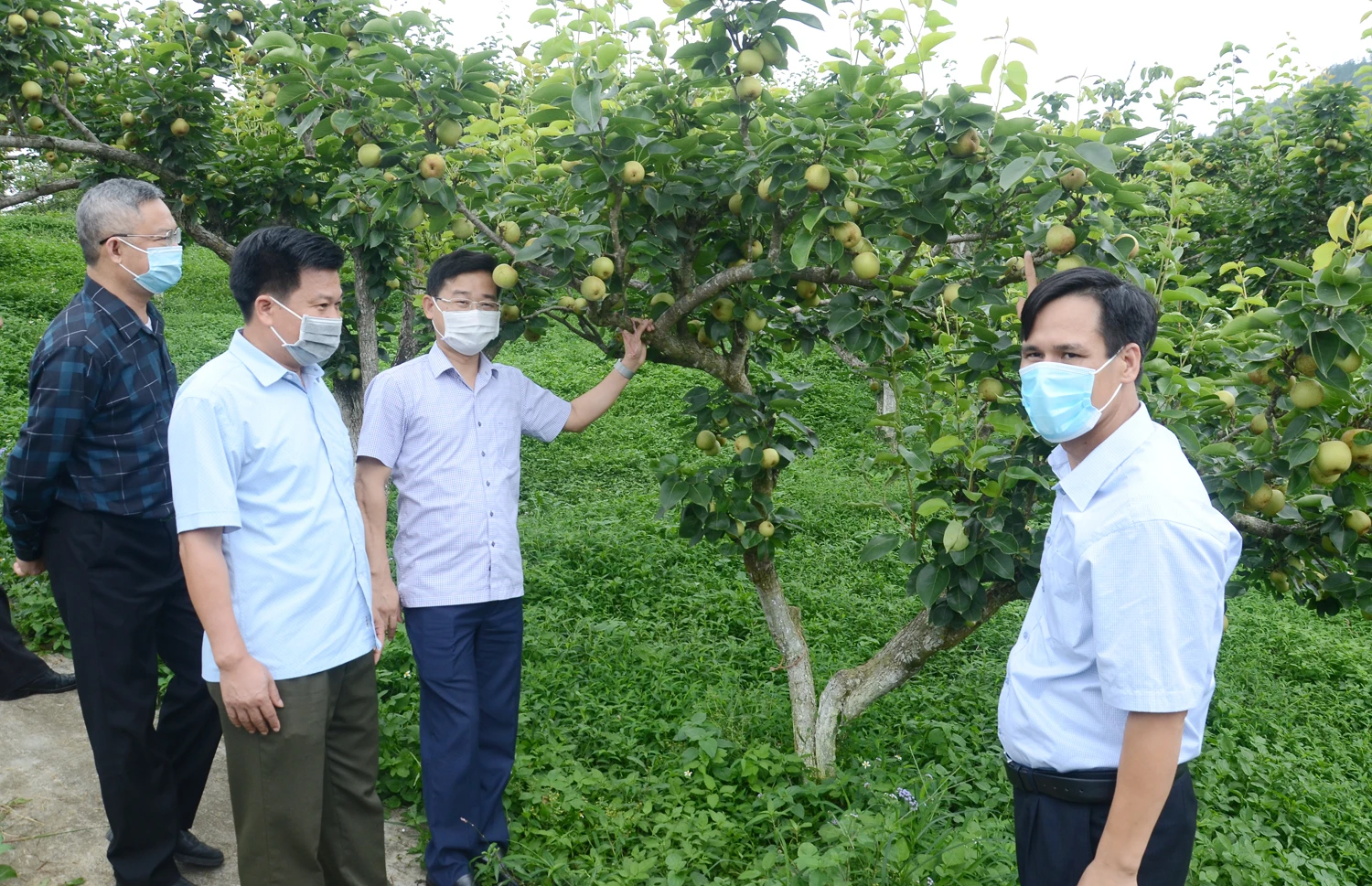 Các đại biểu tham quan mô hình trồng cây lê VH6 tại Trại Nghiên cứu và sản xuất rau quả Bắc Hà.