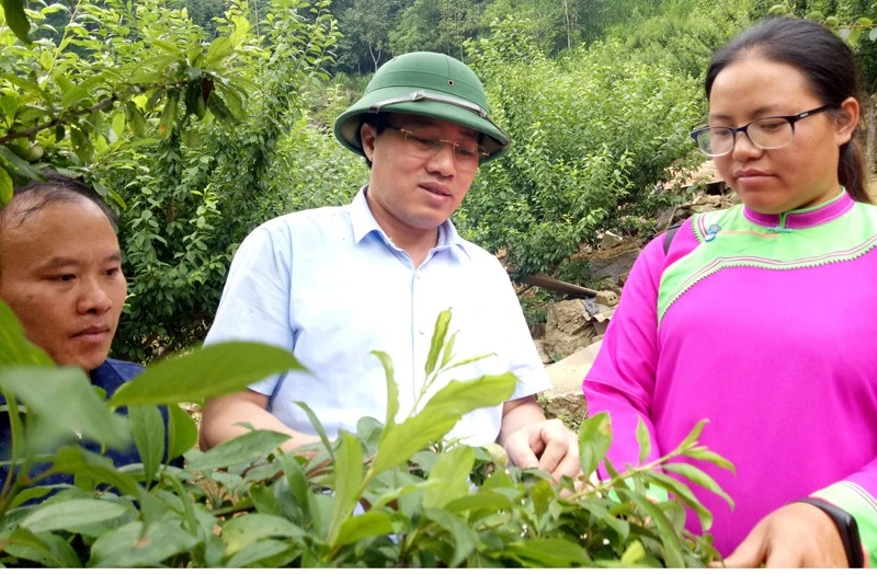 Lãnh đạo huyện Si Ma Cai thăm mô hình sản xuất của người dân.