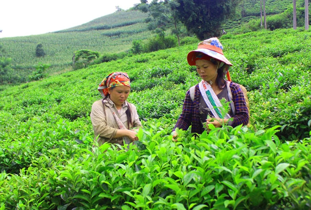 Thu hái chè đặc sản ở Mường Hum.