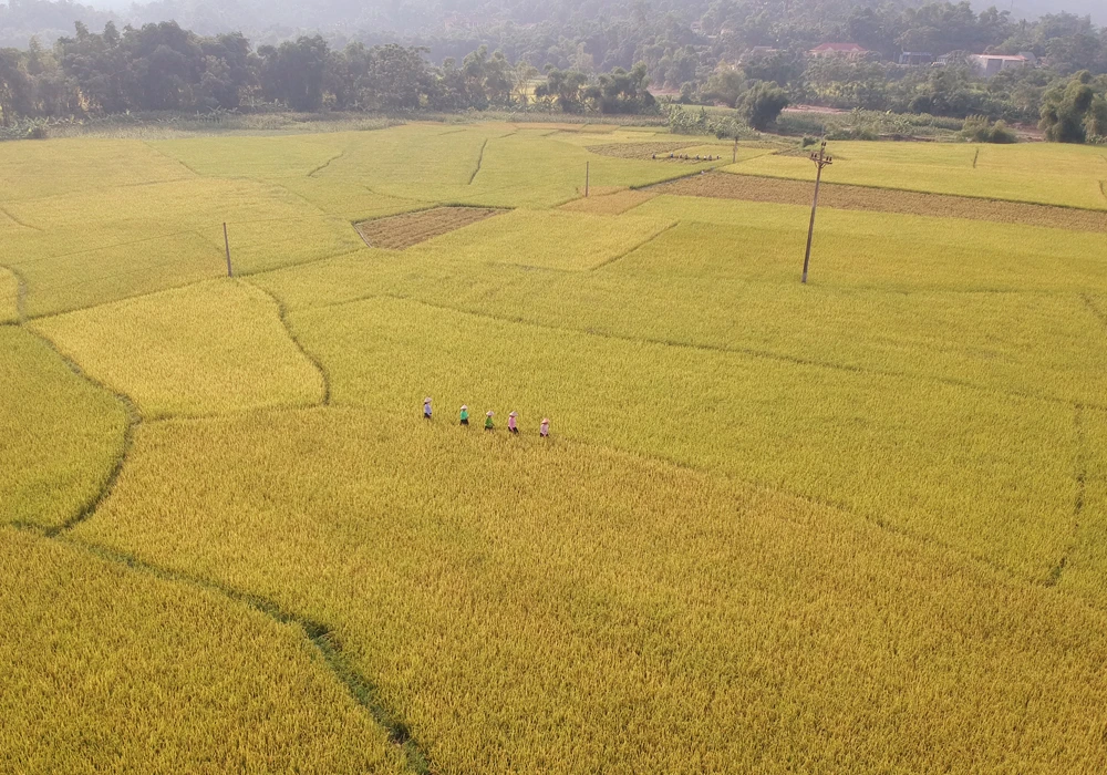 Cánh đồng Bản Kem bên dòng Nậm Luông là cánh đồng lớn nhất Nghĩa Đô. Nếp nhà sàn truyền thống tựa lưng vào núi hướng ra cánh đồng trở thành hình ảnh đặc trưng của Nghĩa Đô. Từ Bản Kem đến Bản Hốc, Thâm Luông, Nà Khương… đâu đâu cũng một màu vàng óng ánh. Ruộng lúa chín vàng xen lẫn những thửa ruộng gặt xong như bức tranh thêu. Sáng sớm nông dân đã ra đồng thu hoạch. Nhờ những tuyến đường nội đồng được đổ bê tông, máy tuốt lúa có thể ra tận ruộng. Bản làng no ấm.