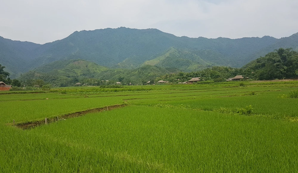 Nghĩa Đô (Lào Cai) có phong cảnh đẹp với những cánh đồng lúa mênh mông.