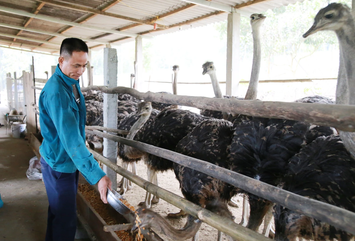 Anh Phạm Ngọc Dân chăm sóc đà điểu.