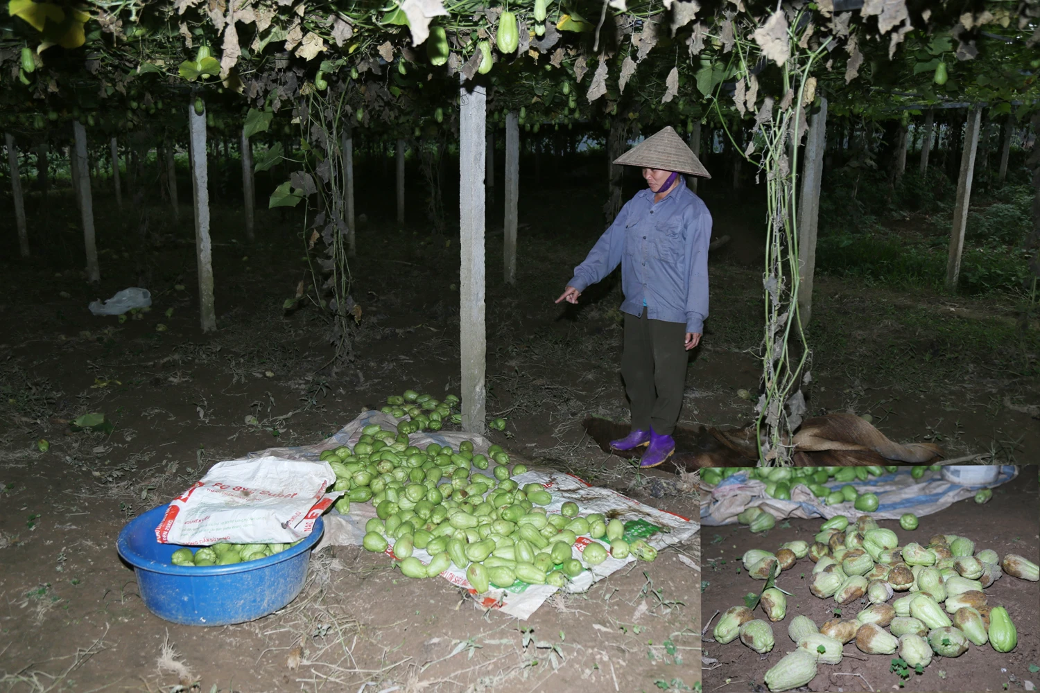 Những đống su su bị bỏ đi đang úa ủng dần.