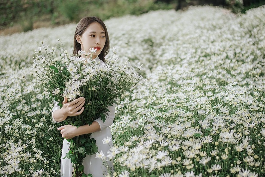 Cánh đồng hoa cúc họa mi nằm ngay đoạn đường đi vào cửa động Tả Phìn - điểm du lịch nổi tiếng với du khách thập phương khi tới Sa Pa. Vườn hoa cúc họa mi tại xã Lao Chải (Sa Pa) được nhiều bạn trẻ đến chụp ảnh. Đây là thời điểm lý tưởng để du khách nữ check-in cùng cúc họa mi. Cúc họa mi còn nở khoảng 2 - 3 tuần nữa tại Sa Pa. Nhiều du khách đến vườn hoa cúc say mê chụp ảnh "quên cả lối về". Nông dân Sa Pa trồng hoa cúc họa mi sẽ tạo thêm sản phẩm du lịch khi giống cây này được trồng mở rộng. Du khách đến đây có thể thuê trang phục, cùng đội ngũ nhiếp ảnh hùng hậu phục vụ mọi người.