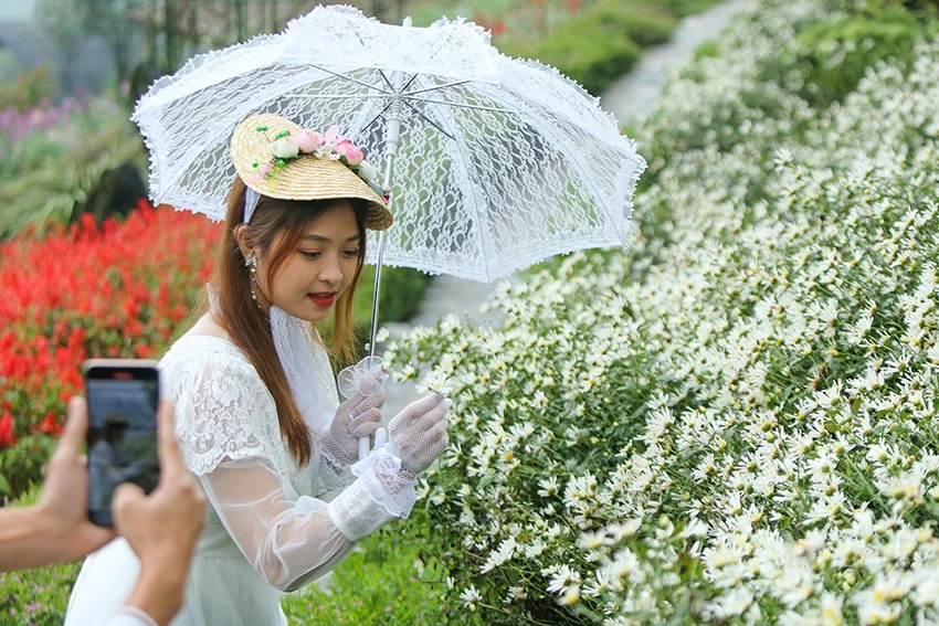 Cánh đồng hoa cúc họa mi nằm ngay đoạn đường đi vào cửa động Tả Phìn - điểm du lịch nổi tiếng với du khách thập phương khi tới Sa Pa. Vườn hoa cúc họa mi tại xã Lao Chải (Sa Pa) được nhiều bạn trẻ đến chụp ảnh. Đây là thời điểm lý tưởng để du khách nữ check-in cùng cúc họa mi. Cúc họa mi còn nở khoảng 2 - 3 tuần nữa tại Sa Pa. Nhiều du khách đến vườn hoa cúc say mê chụp ảnh "quên cả lối về". Nông dân Sa Pa trồng hoa cúc họa mi sẽ tạo thêm sản phẩm du lịch khi giống cây này được trồng mở rộng. Du khách đến đây có thể thuê trang phục, cùng đội ngũ nhiếp ảnh hùng hậu phục vụ mọi người.