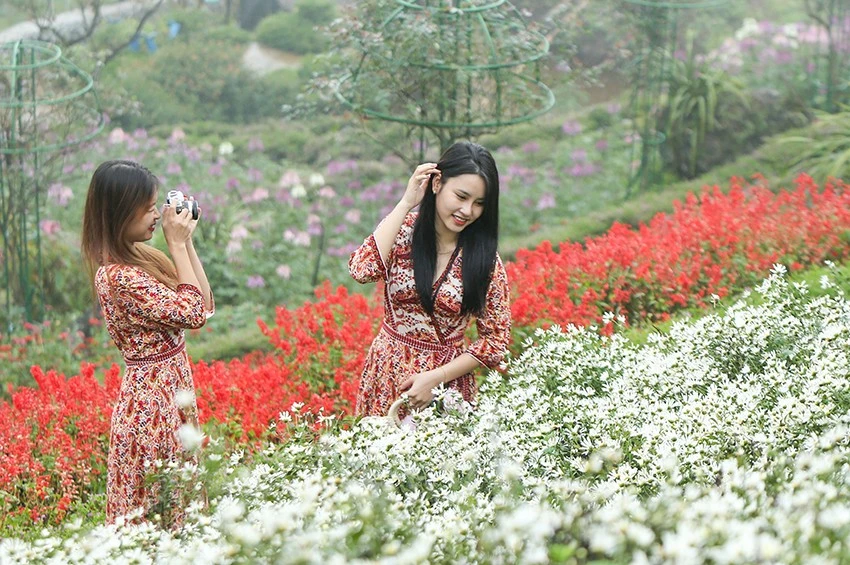 Cánh đồng hoa cúc họa mi nằm ngay đoạn đường đi vào cửa động Tả Phìn - điểm du lịch nổi tiếng với du khách thập phương khi tới Sa Pa. Vườn hoa cúc họa mi tại xã Lao Chải (Sa Pa) được nhiều bạn trẻ đến chụp ảnh. Đây là thời điểm lý tưởng để du khách nữ check-in cùng cúc họa mi. Cúc họa mi còn nở khoảng 2 - 3 tuần nữa tại Sa Pa. Nhiều du khách đến vườn hoa cúc say mê chụp ảnh "quên cả lối về". Nông dân Sa Pa trồng hoa cúc họa mi sẽ tạo thêm sản phẩm du lịch khi giống cây này được trồng mở rộng. Du khách đến đây có thể thuê trang phục, cùng đội ngũ nhiếp ảnh hùng hậu phục vụ mọi người.