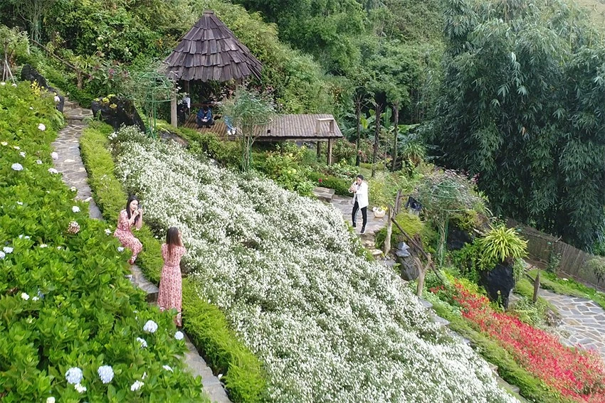 Cánh đồng hoa cúc họa mi nằm ngay đoạn đường đi vào cửa động Tả Phìn - điểm du lịch nổi tiếng với du khách thập phương khi tới Sa Pa. Vườn hoa cúc họa mi tại xã Lao Chải (Sa Pa) được nhiều bạn trẻ đến chụp ảnh. Đây là thời điểm lý tưởng để du khách nữ check-in cùng cúc họa mi. Cúc họa mi còn nở khoảng 2 - 3 tuần nữa tại Sa Pa. Nhiều du khách đến vườn hoa cúc say mê chụp ảnh "quên cả lối về". Nông dân Sa Pa trồng hoa cúc họa mi sẽ tạo thêm sản phẩm du lịch khi giống cây này được trồng mở rộng. Du khách đến đây có thể thuê trang phục, cùng đội ngũ nhiếp ảnh hùng hậu phục vụ mọi người.