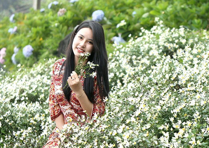 Cánh đồng hoa cúc họa mi nằm ngay đoạn đường đi vào cửa động Tả Phìn - điểm du lịch nổi tiếng với du khách thập phương khi tới Sa Pa. Vườn hoa cúc họa mi tại xã Lao Chải (Sa Pa) được nhiều bạn trẻ đến chụp ảnh. Đây là thời điểm lý tưởng để du khách nữ check-in cùng cúc họa mi. Cúc họa mi còn nở khoảng 2 - 3 tuần nữa tại Sa Pa. Nhiều du khách đến vườn hoa cúc say mê chụp ảnh "quên cả lối về". Nông dân Sa Pa trồng hoa cúc họa mi sẽ tạo thêm sản phẩm du lịch khi giống cây này được trồng mở rộng. Du khách đến đây có thể thuê trang phục, cùng đội ngũ nhiếp ảnh hùng hậu phục vụ mọi người.