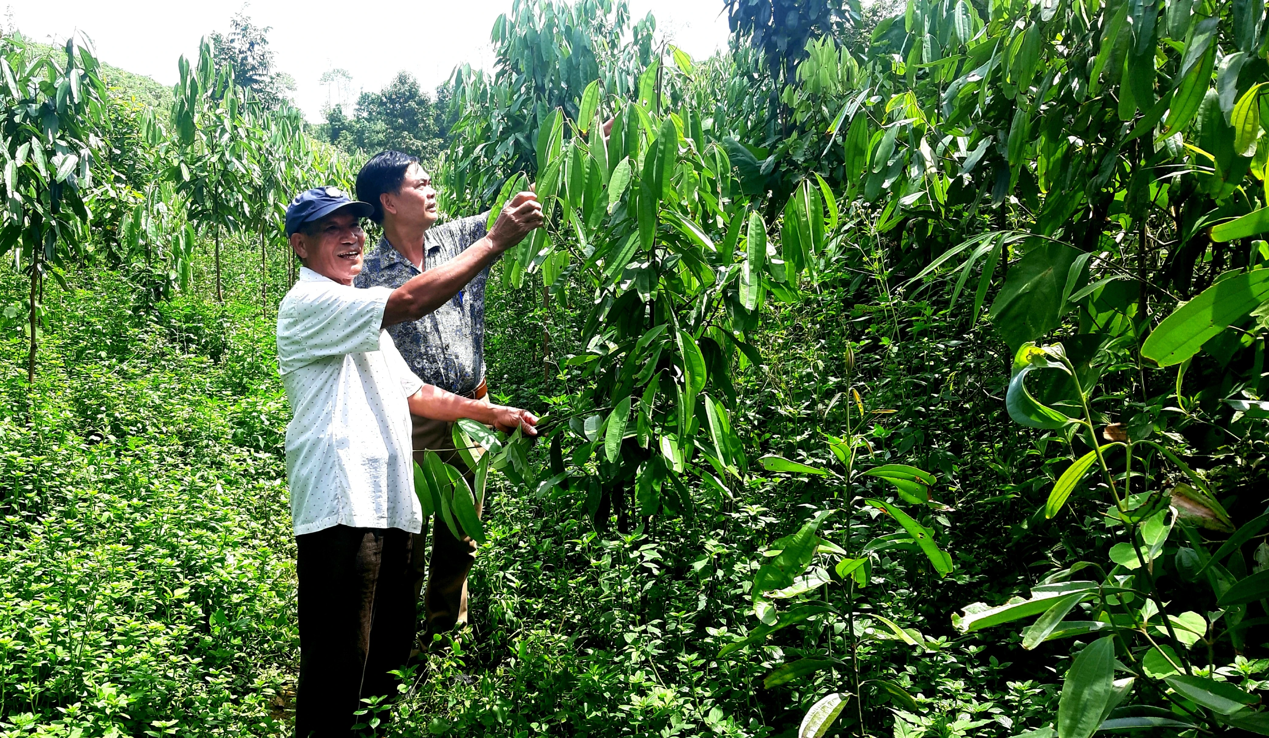 Ông Nguyễn Văn Vực giới thiệu vườn rừng của mình.