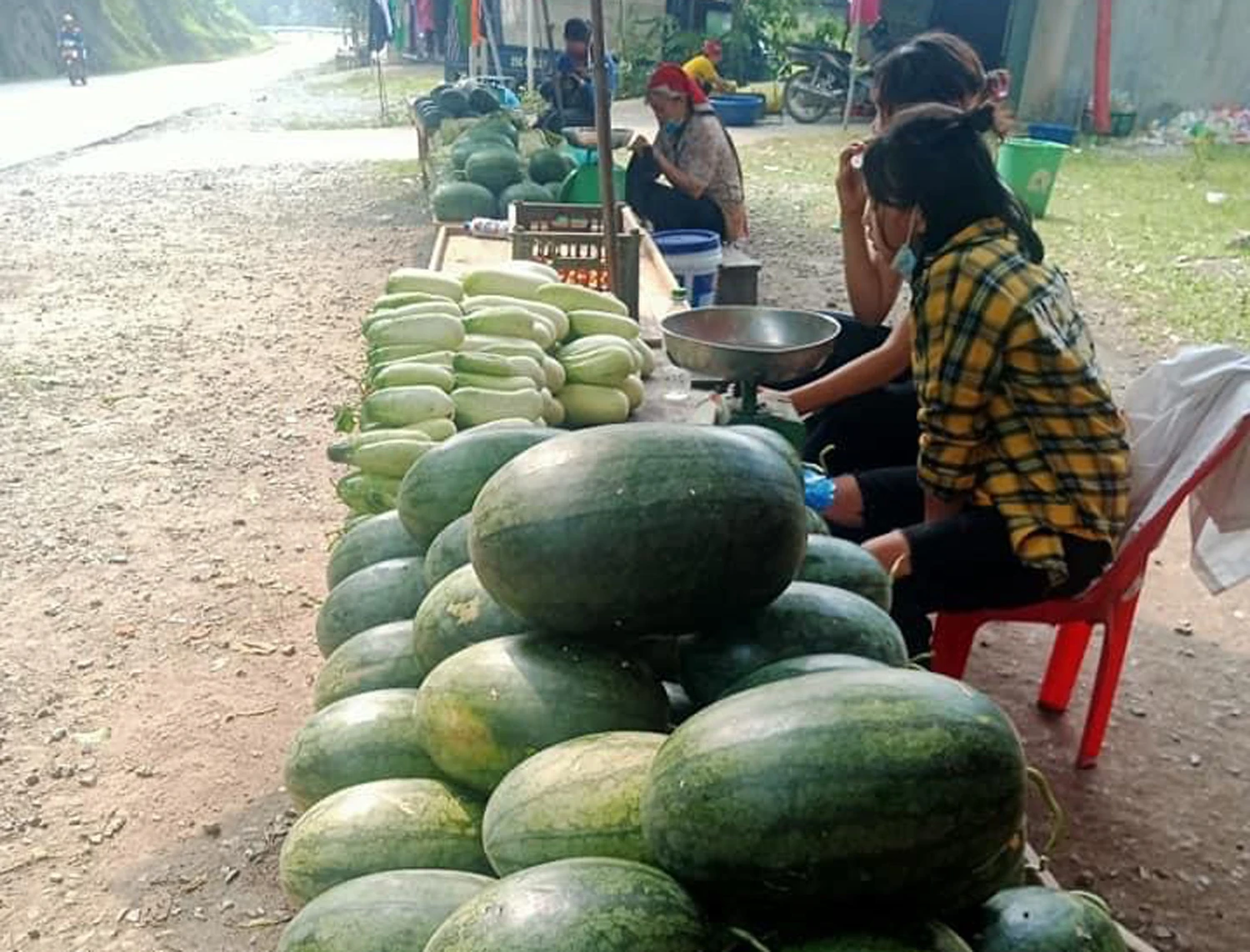 Dưa hấu Tòng Sành đang bắt đầu vào vụ thu hoạch chính vụ.