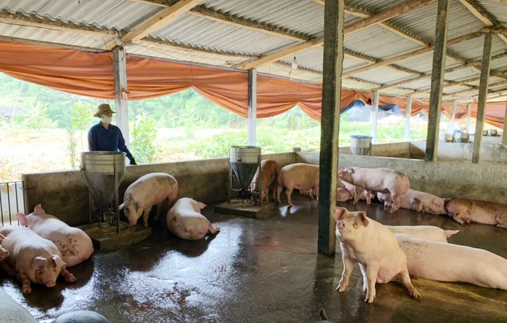 Giá lợn hơi giảm sâu, người chăn nuôi lỗ nặng ảnh 1