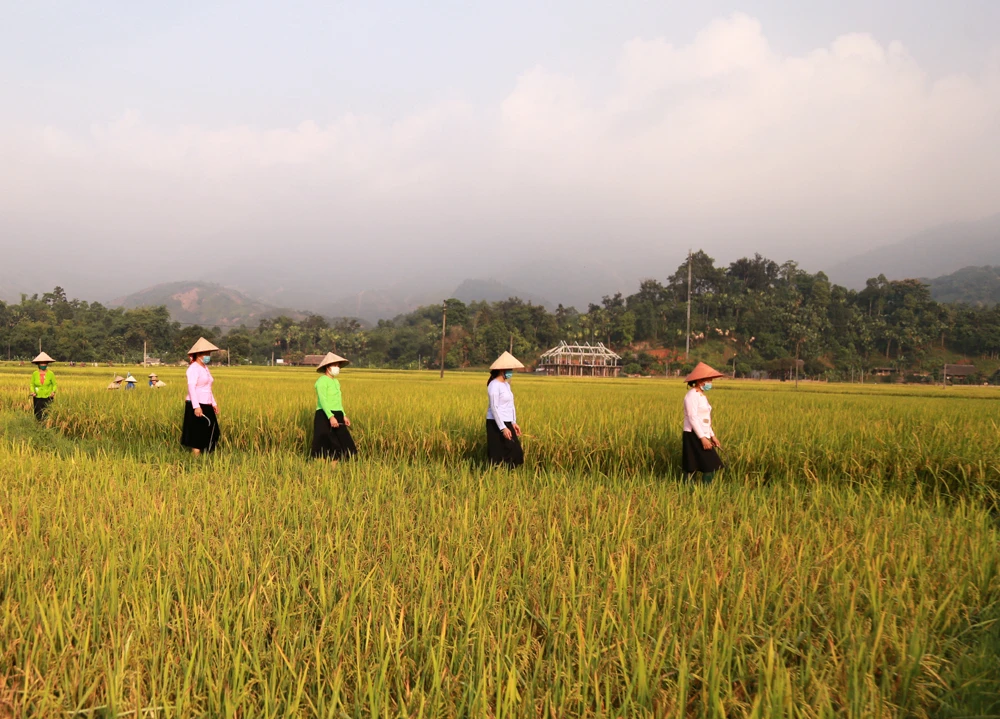 Cánh đồng Bản Kem bên dòng Nậm Luông là cánh đồng lớn nhất Nghĩa Đô. Nếp nhà sàn truyền thống tựa lưng vào núi hướng ra cánh đồng trở thành hình ảnh đặc trưng của Nghĩa Đô. Từ Bản Kem đến Bản Hốc, Thâm Luông, Nà Khương… đâu đâu cũng một màu vàng óng ánh. Ruộng lúa chín vàng xen lẫn những thửa ruộng gặt xong như bức tranh thêu. Sáng sớm nông dân đã ra đồng thu hoạch. Nhờ những tuyến đường nội đồng được đổ bê tông, máy tuốt lúa có thể ra tận ruộng. Bản làng no ấm.