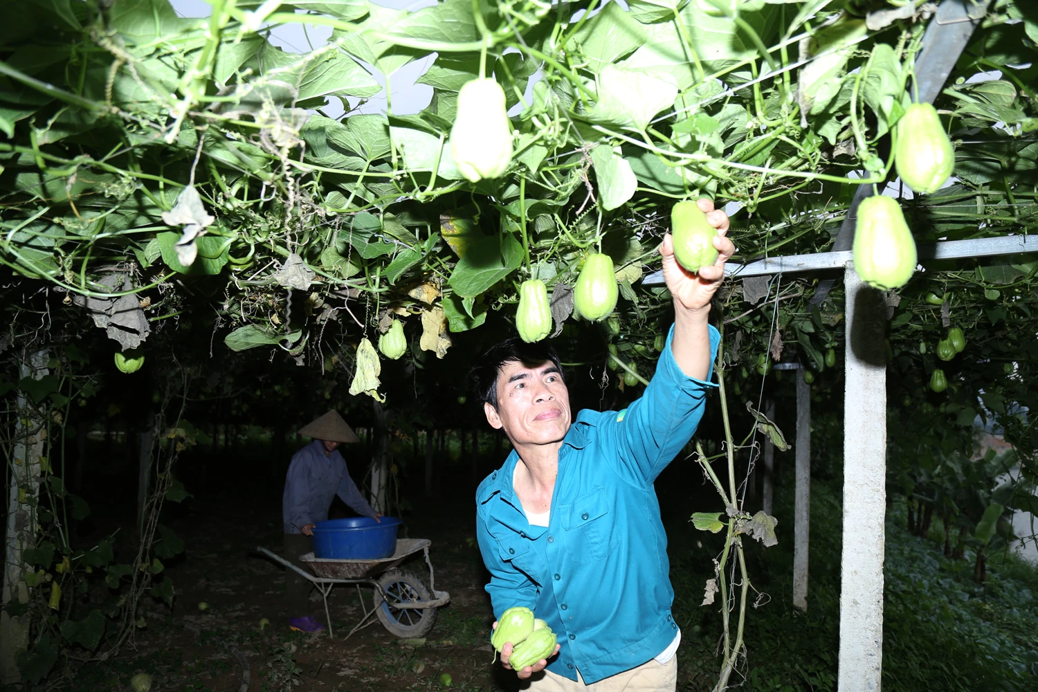Vợ chồng anh Trần Văn Thuận thu hái su su.