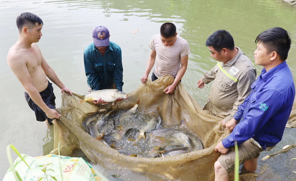 Nông dân xã Bản Qua (Bát Xát) thu hoạch cá. Ảnh: TL